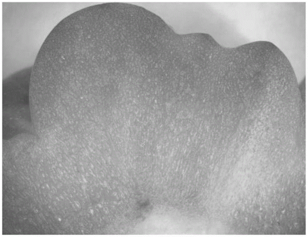 Bitter gourd dry product with high vitamin C content and preparation method thereof