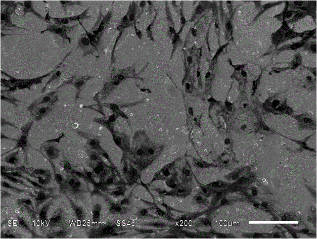 Inorganic nano-coating capable of regulating and controlling cell response and preparation method of inorganic nano-coating