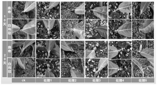 Cuttage seedling substrate for tee trees and application of cuttage seedling substrate