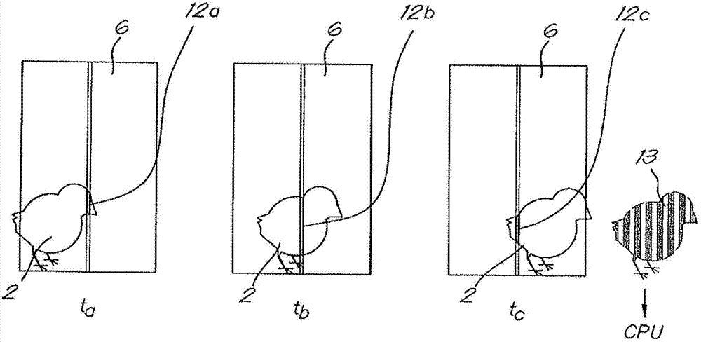 Device for determining weight and number of chick and sorting device comprising the same