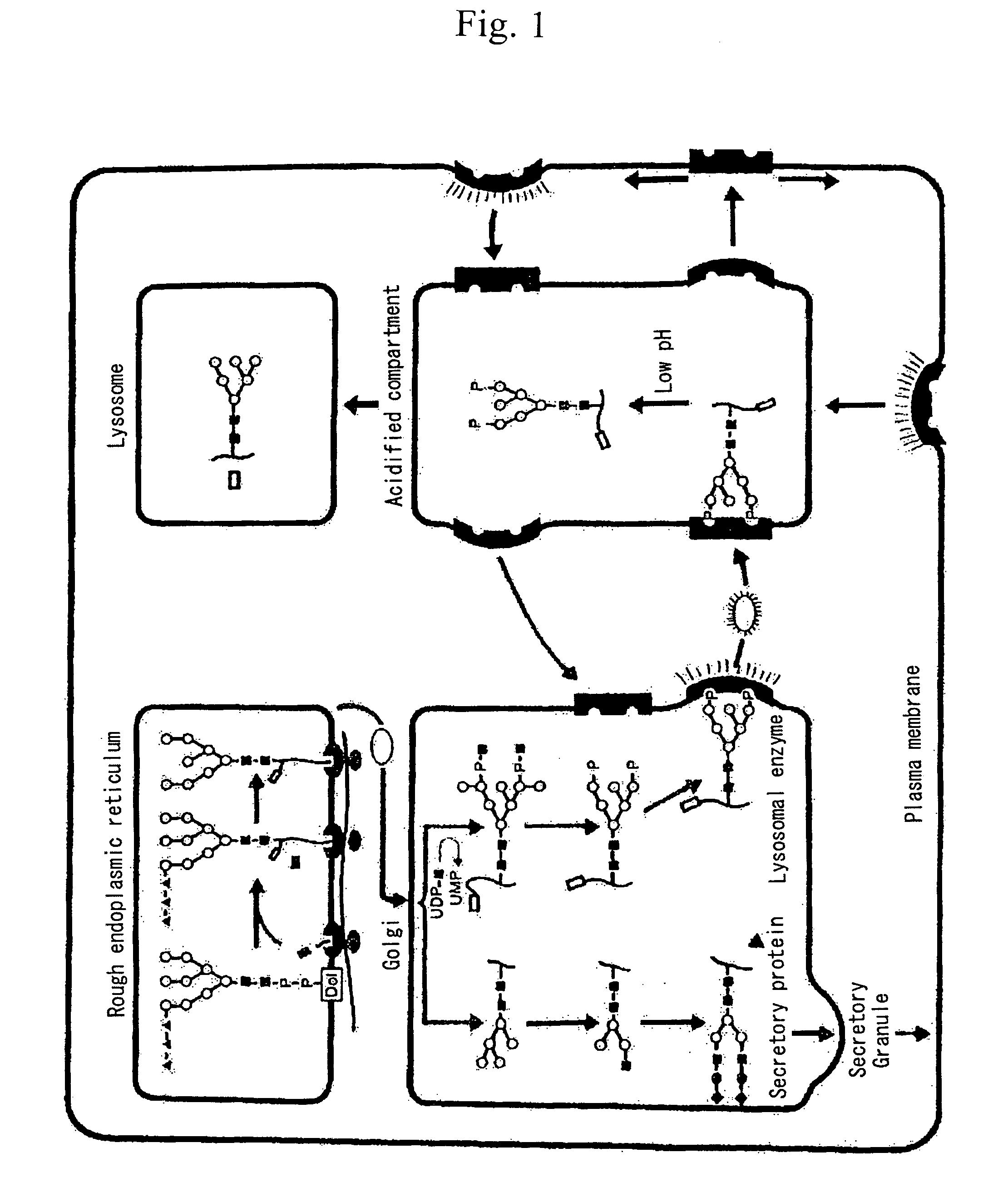 Glycoprotein and process for producing the same