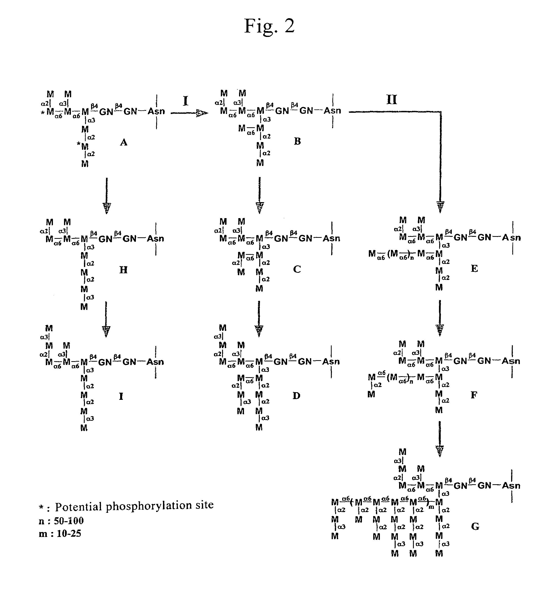 Glycoprotein and process for producing the same