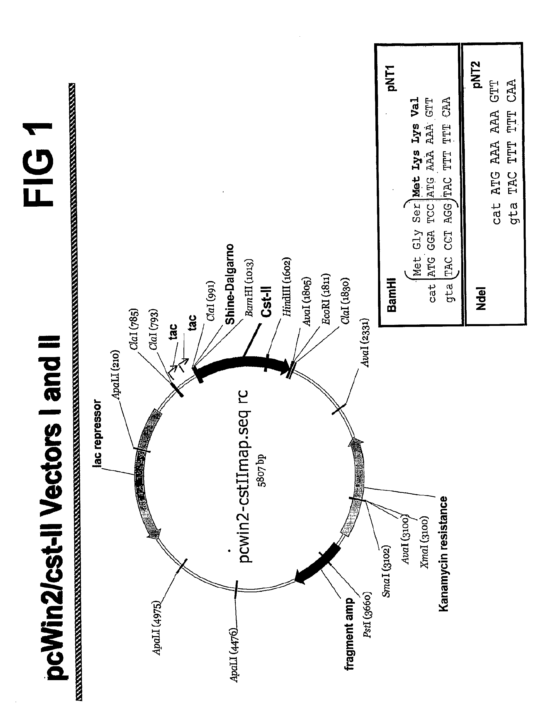 Modifications of cst-ii for increased protein expression