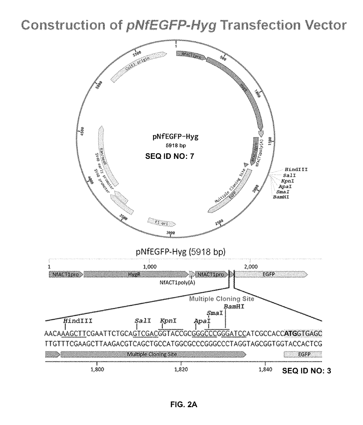 Transfection vector for pathogenic amoebae and uses thereof