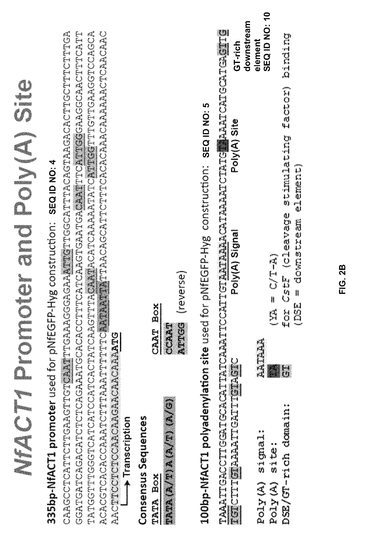 Transfection vector for pathogenic amoebae and uses thereof