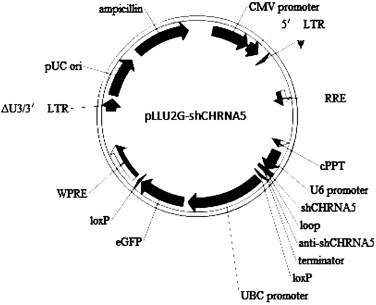 Construction, screening and application of shRNAs expression vector of lung cancer targeted CHRNA5 gene