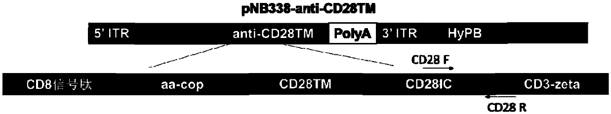 Method and kit for detecting copy number of CAR by dual fluorescence quantitative PCR