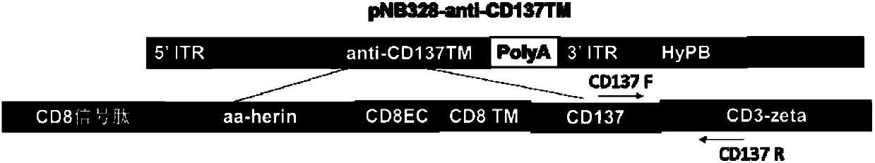 Method and kit for detecting copy number of CAR by dual fluorescence quantitative PCR