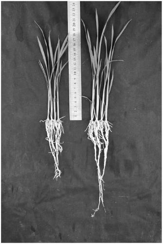 A kind of strain 1ln2 for preventing and treating rice sheath blight and its application