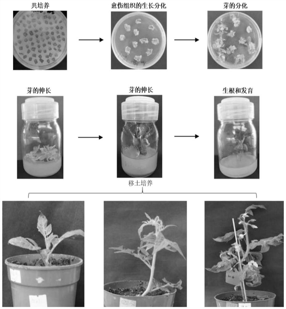 Agrobacterium-mediated tomato genetic transformation method