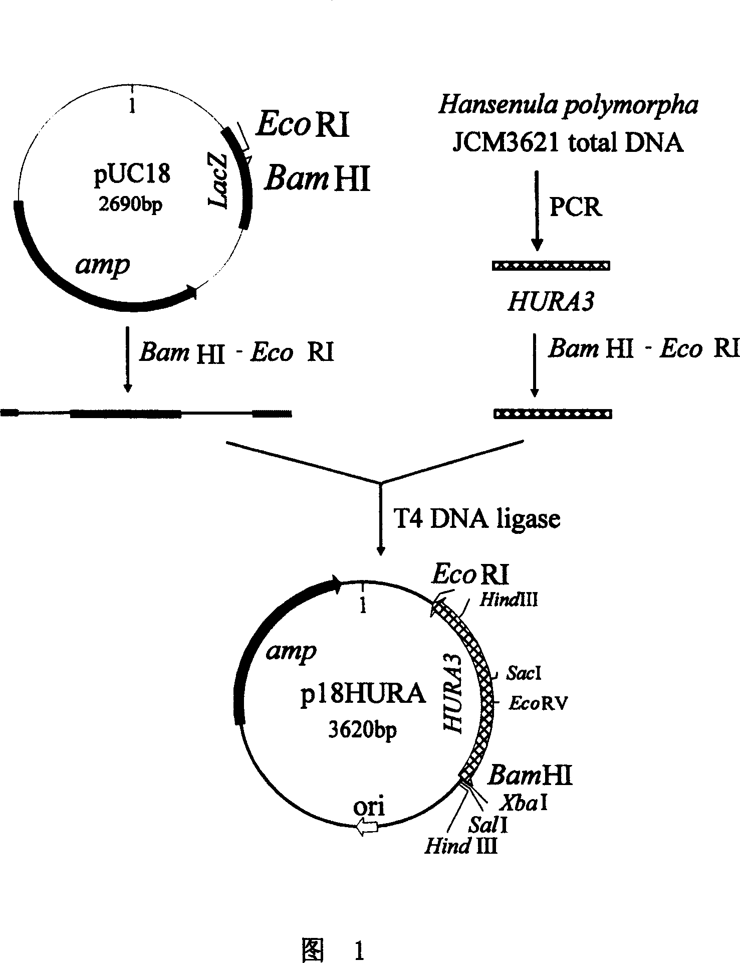 Recombinated multi shape ttansenula yeast, its structural method and application