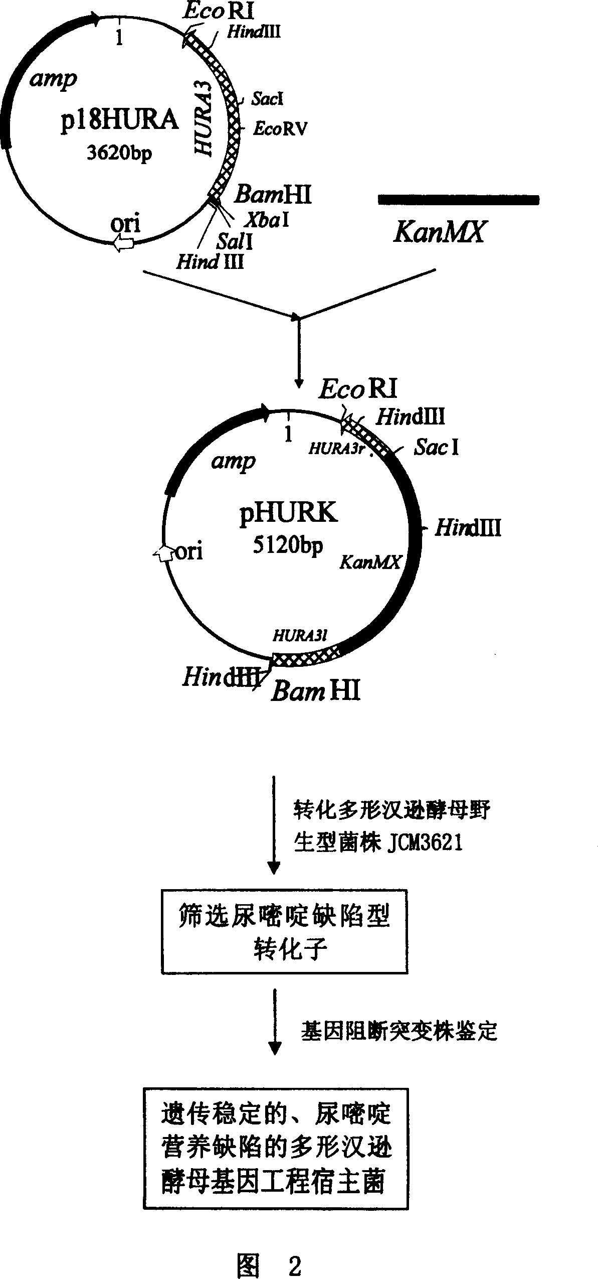 Recombinated multi shape ttansenula yeast, its structural method and application