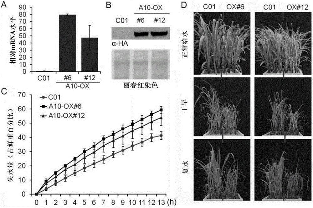 Gene for regulating and controlling corn drought stress resistance and application thereof