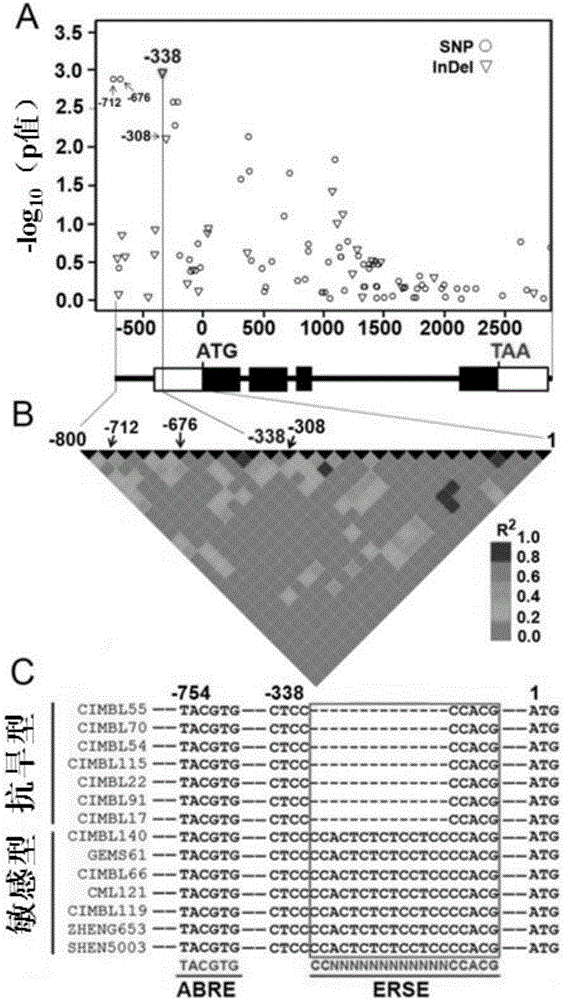 Gene for regulating and controlling corn drought stress resistance and application thereof