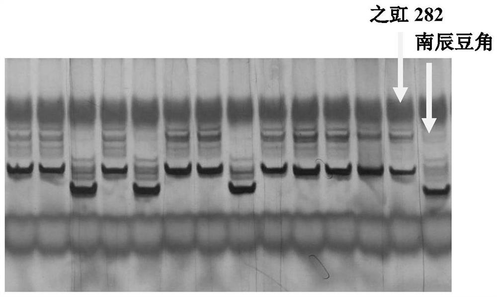 Caps Marker Closely Linked with Cowpea Rust Resistance Gene and Its Application