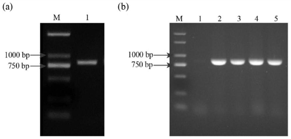 A key gene gbmyb4 that regulates the synthesis of ginkgo flavonoids and its expressed protein, vector and application