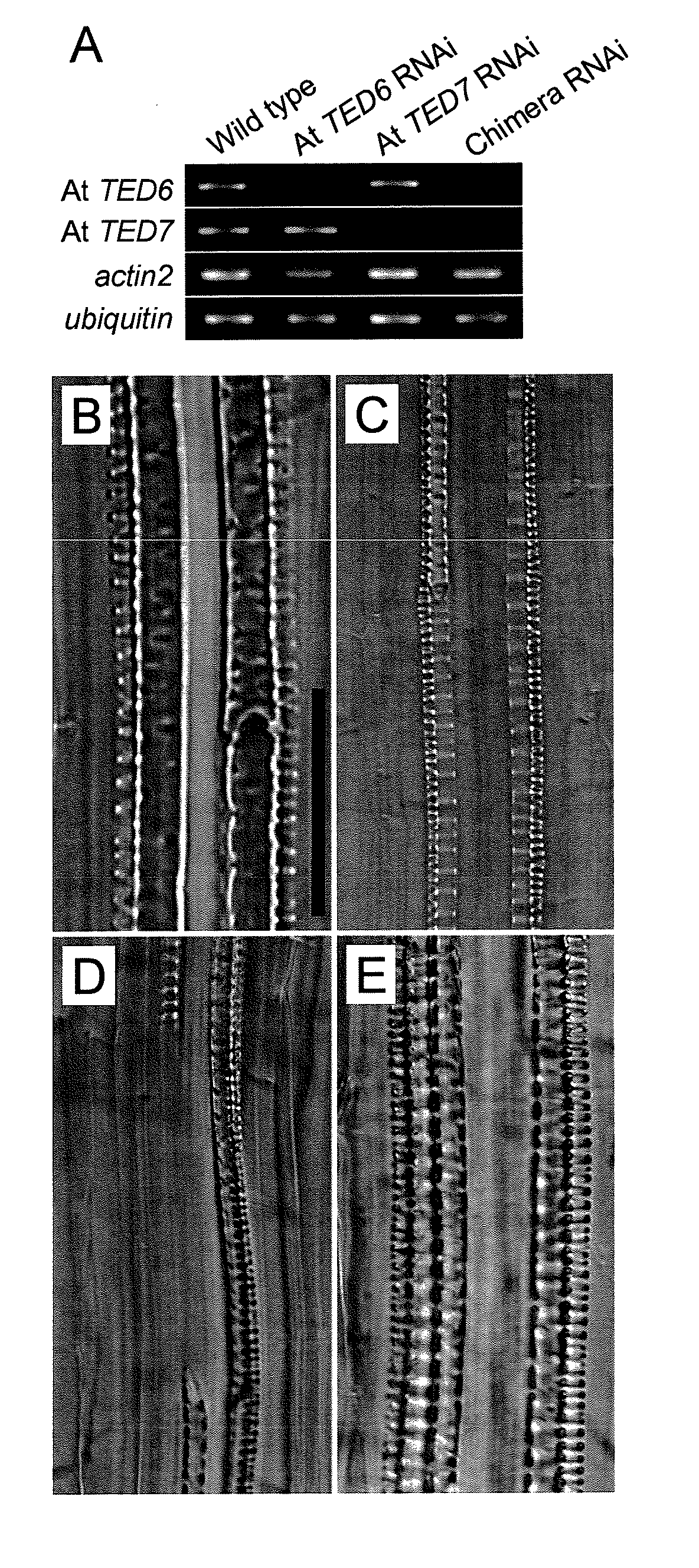 Method for promoting the formation of secondary cell wall of plant