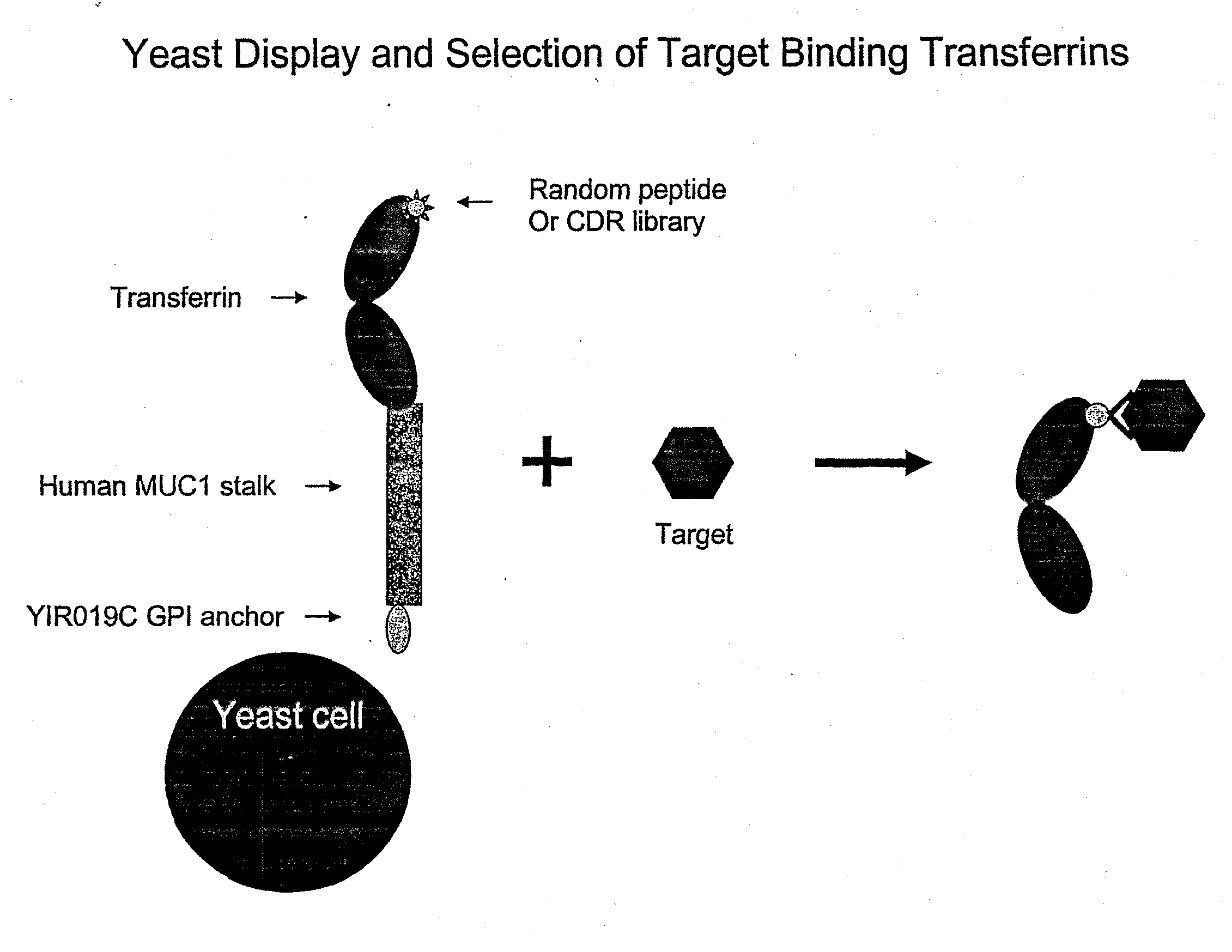 Anchored Transferrin Fusion Protein Libraries