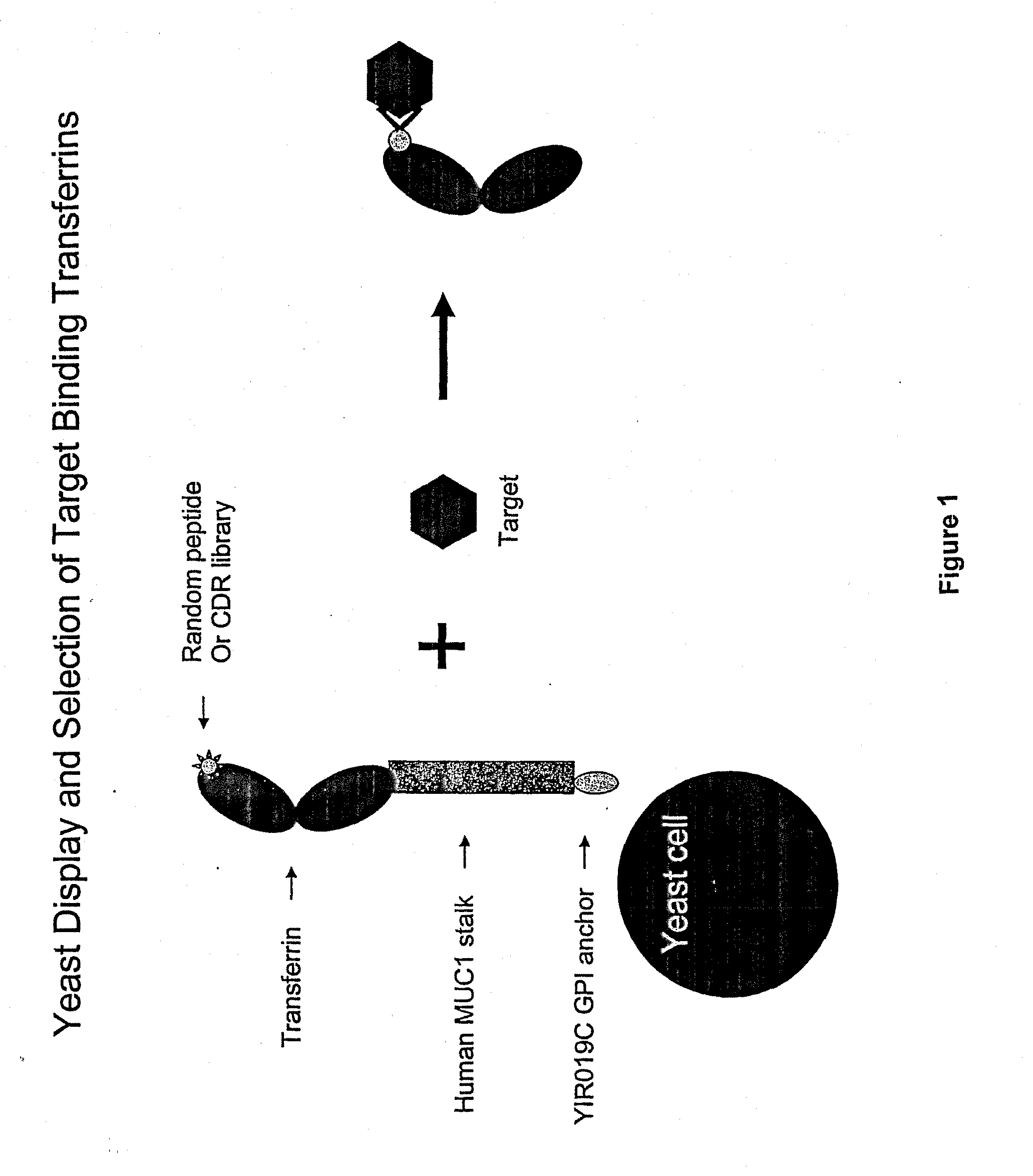 Anchored Transferrin Fusion Protein Libraries