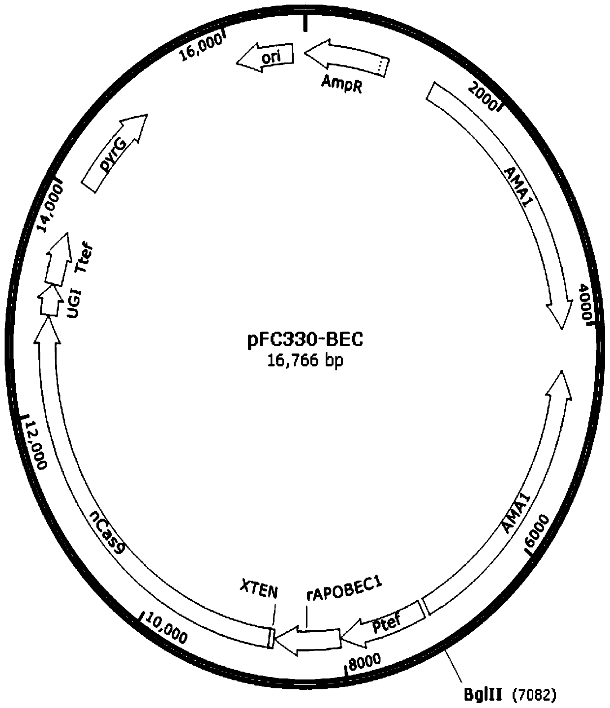 pFC330-BEC plasmid capable of achieving base precise point mutation and application thereof