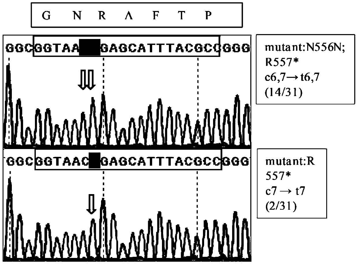 pFC330-BEC plasmid capable of achieving base precise point mutation and application thereof