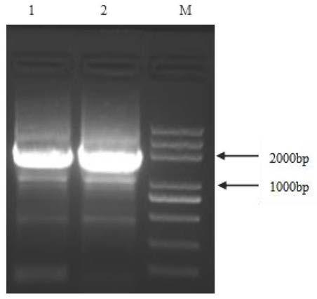 Method for improving bovine somatic cell cloning efficiency by inducing expression of zfp57