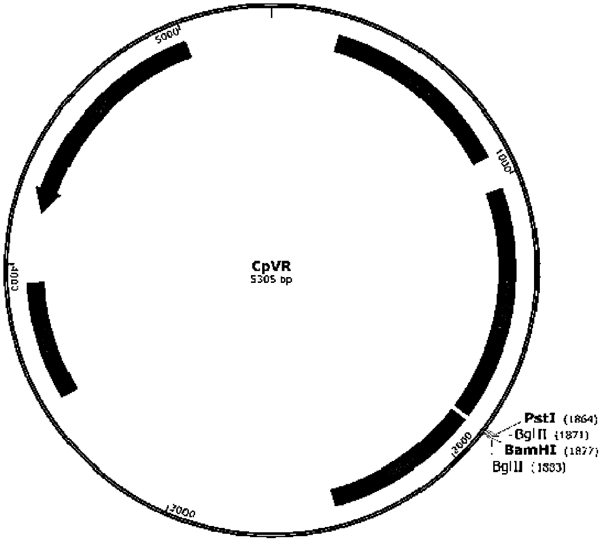 DNA based on FAPalpha and survivin and application of DNA based on FAPalpha and survivin in production of tumor vaccine