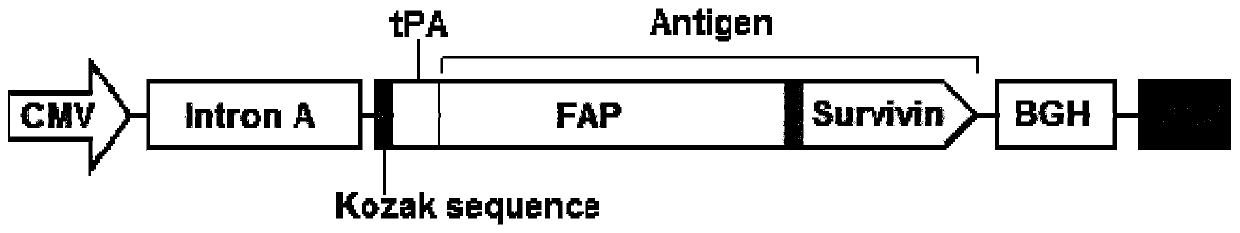 DNA based on FAPalpha and survivin and application of DNA based on FAPalpha and survivin in production of tumor vaccine