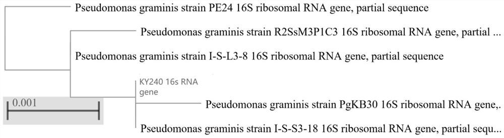 A strain of pseudomonas graminis capable of degrading cellulose at low temperature and its application