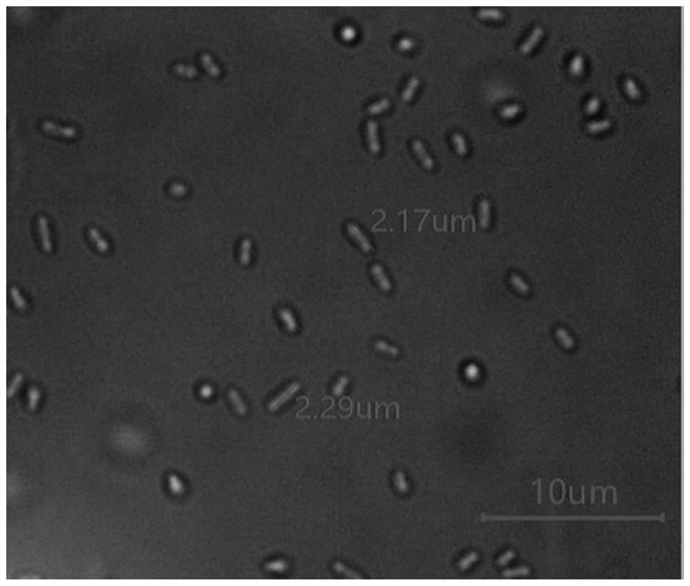 A strain of pseudomonas graminis capable of degrading cellulose at low temperature and its application