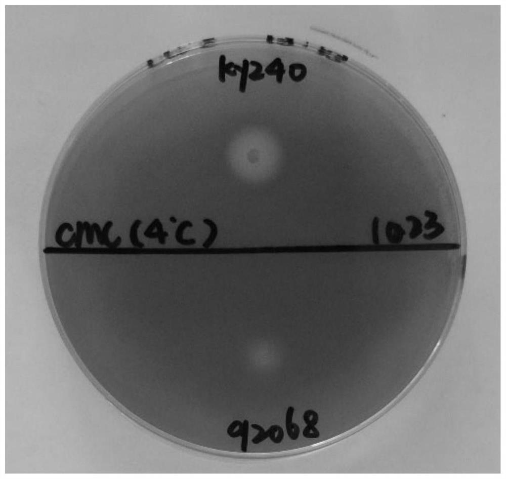 A strain of pseudomonas graminis capable of degrading cellulose at low temperature and its application