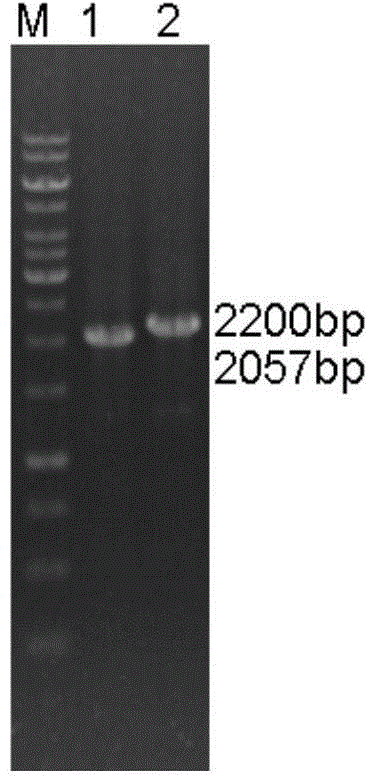 Cephalosporin G producing recombinant strain, construction method and applications thereof