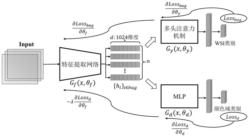 Pathological image classification method and system based on multi-scale domain adversarial network