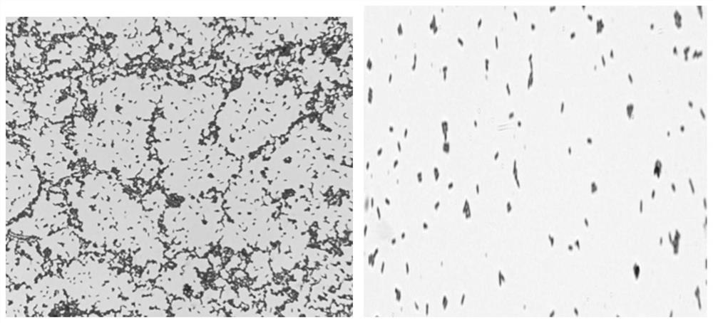 A salt-alkali-resistant and disease-resistant growth-promoting bacterium Microbacterium longus and its application