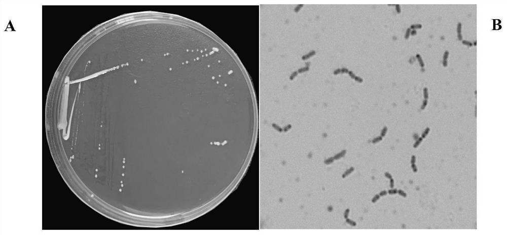 Lactobacillus rhamnosus YZULr026 capable of efficiently degrading purine and application of lactobacillus rhamnosus YZULr026