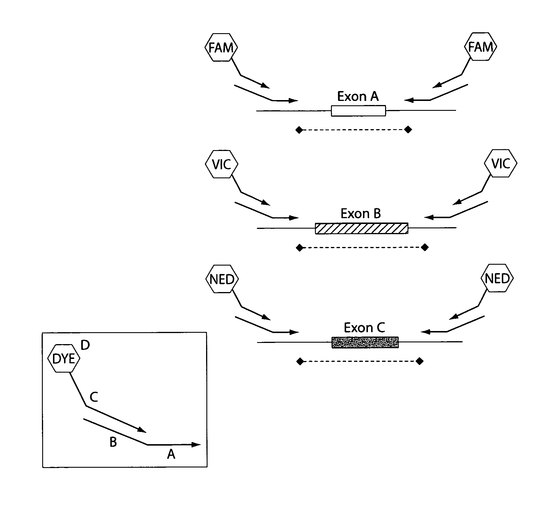 Exon grouping analysis