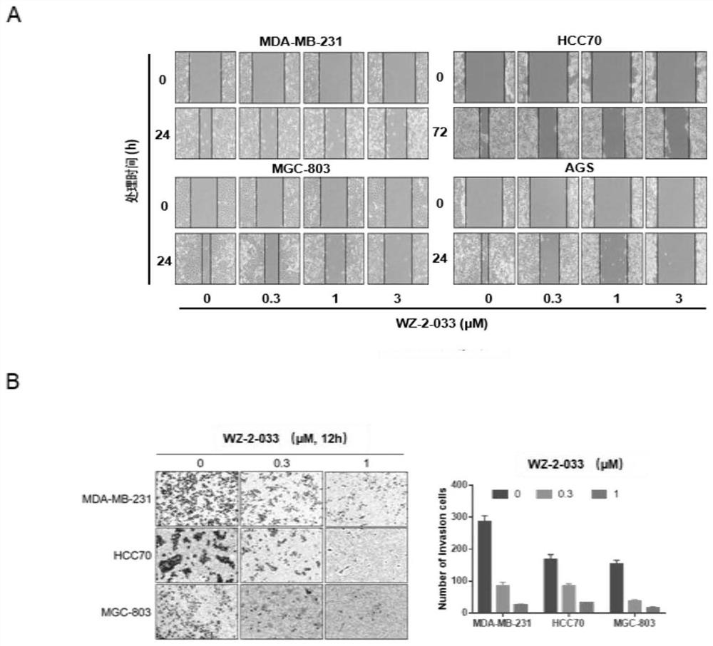 Micromolecule STAT3 inhibitor WZ-2-033 and application thereof to preparation of medicines for treating breast cancer and stomach cancer