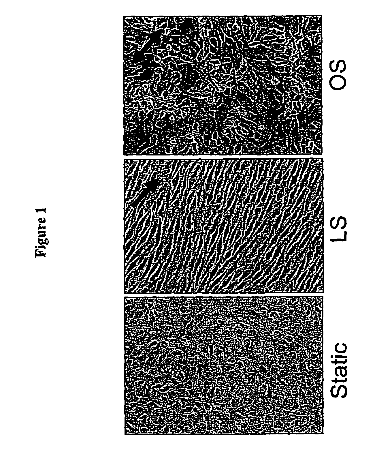Anti-inflammatory agents and methods of their use