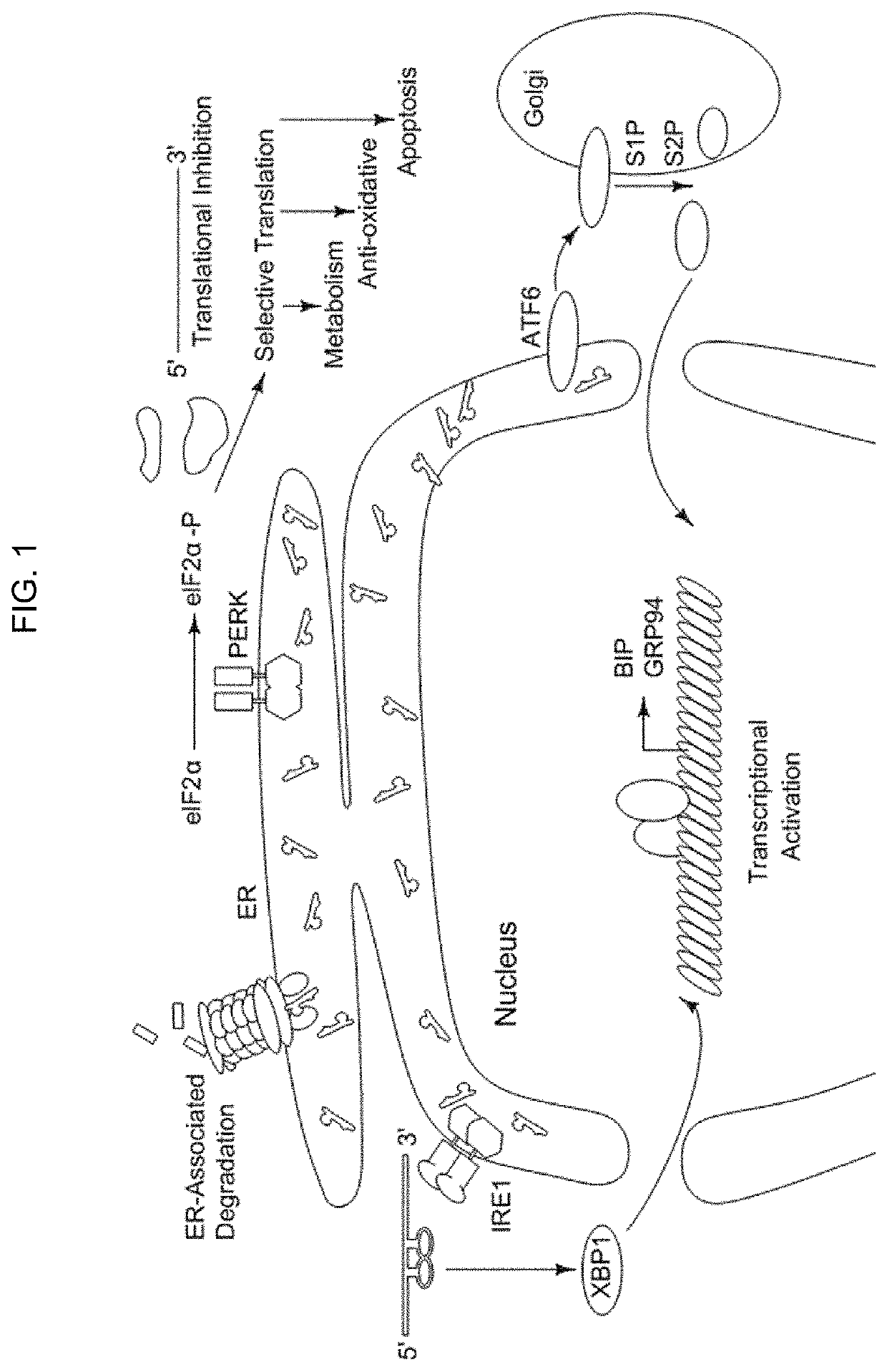 Compositions and methods to promote wound healing