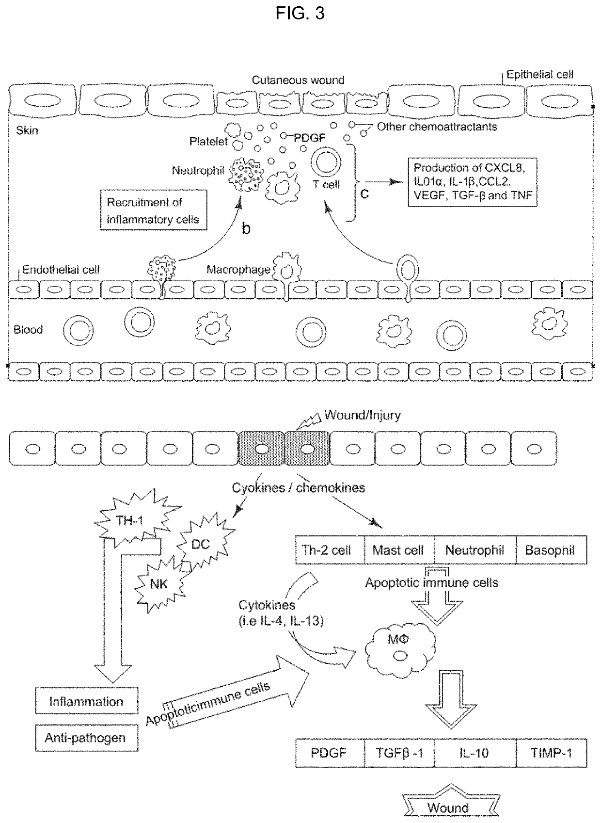 Compositions and methods to promote wound healing