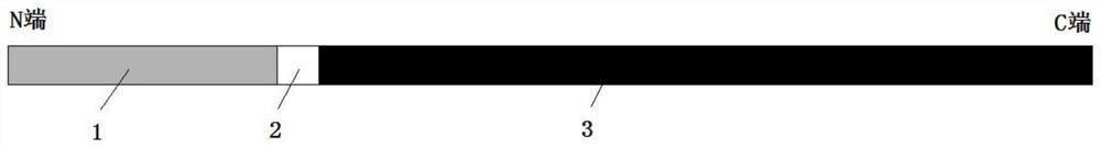 Recombinant thermostable dna polymerase and its application