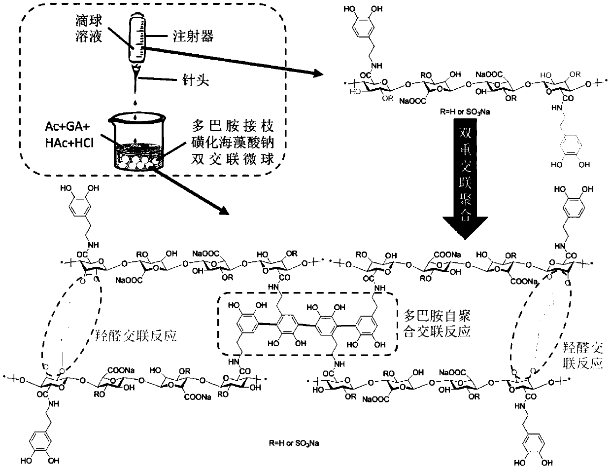 A kind of dopamine-grafted sulfonated sodium alginate double-crosslinked microsphere and its preparation method and use