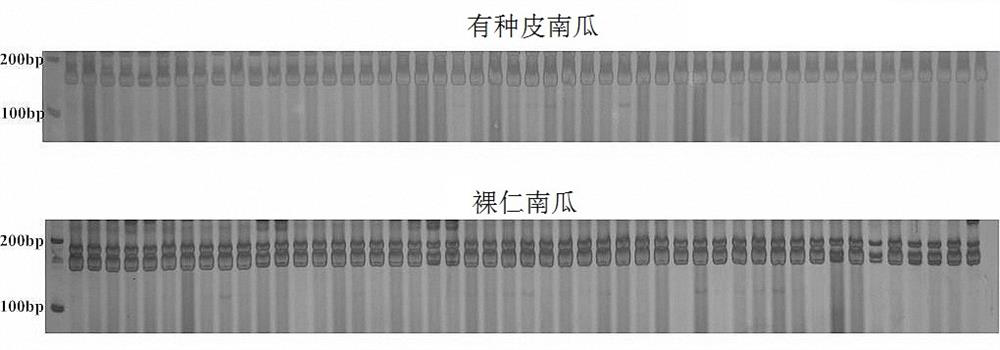 Molecular marker cm17-16 for rapidly detecting pumpkin naked kernel traits and application thereof