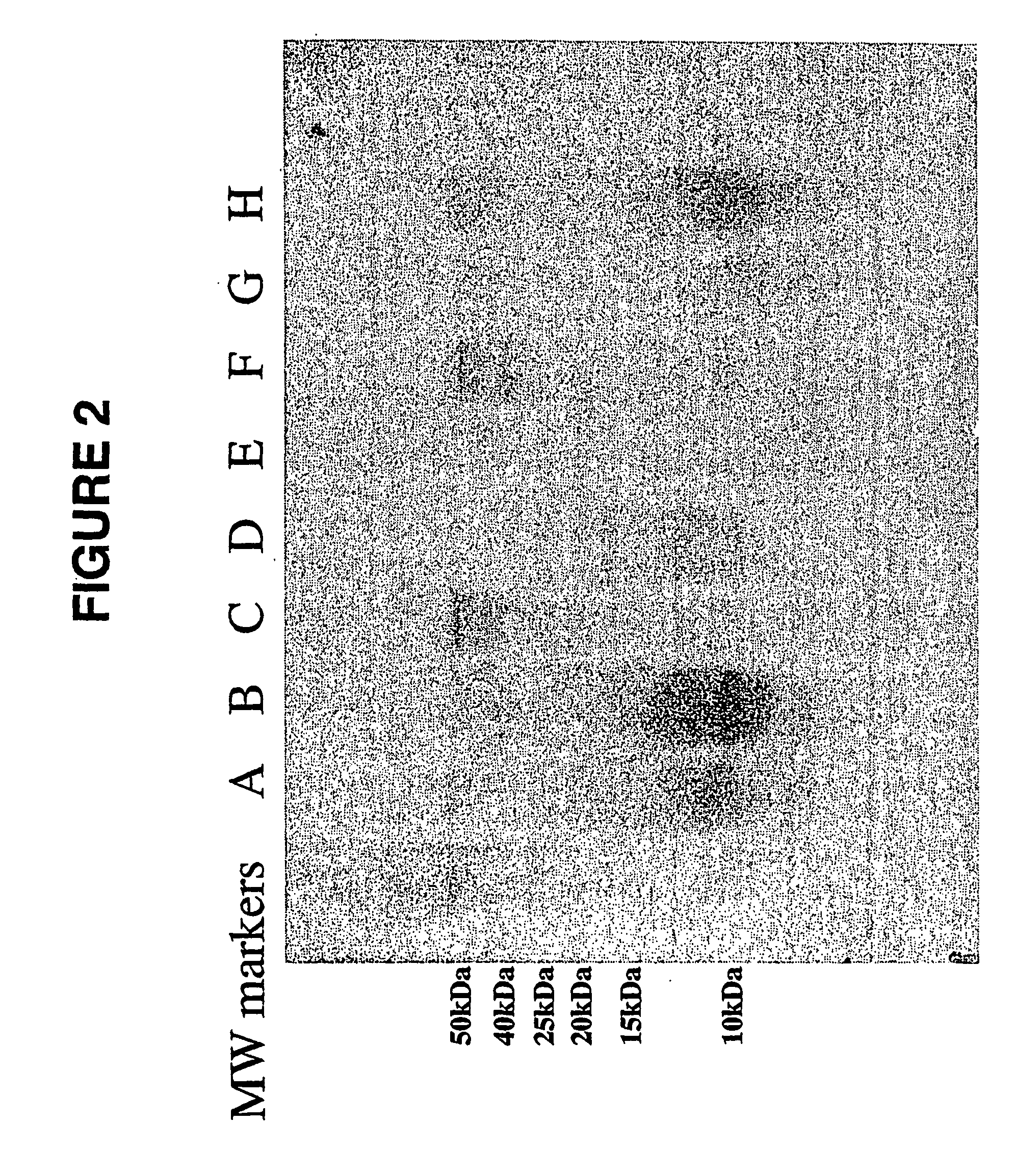 Glycosaminoglycan Peptides Derived From Connective Tissues And Use Thereof In The Prevention Of  Arthritis And Other Degenerative Medical Conditions