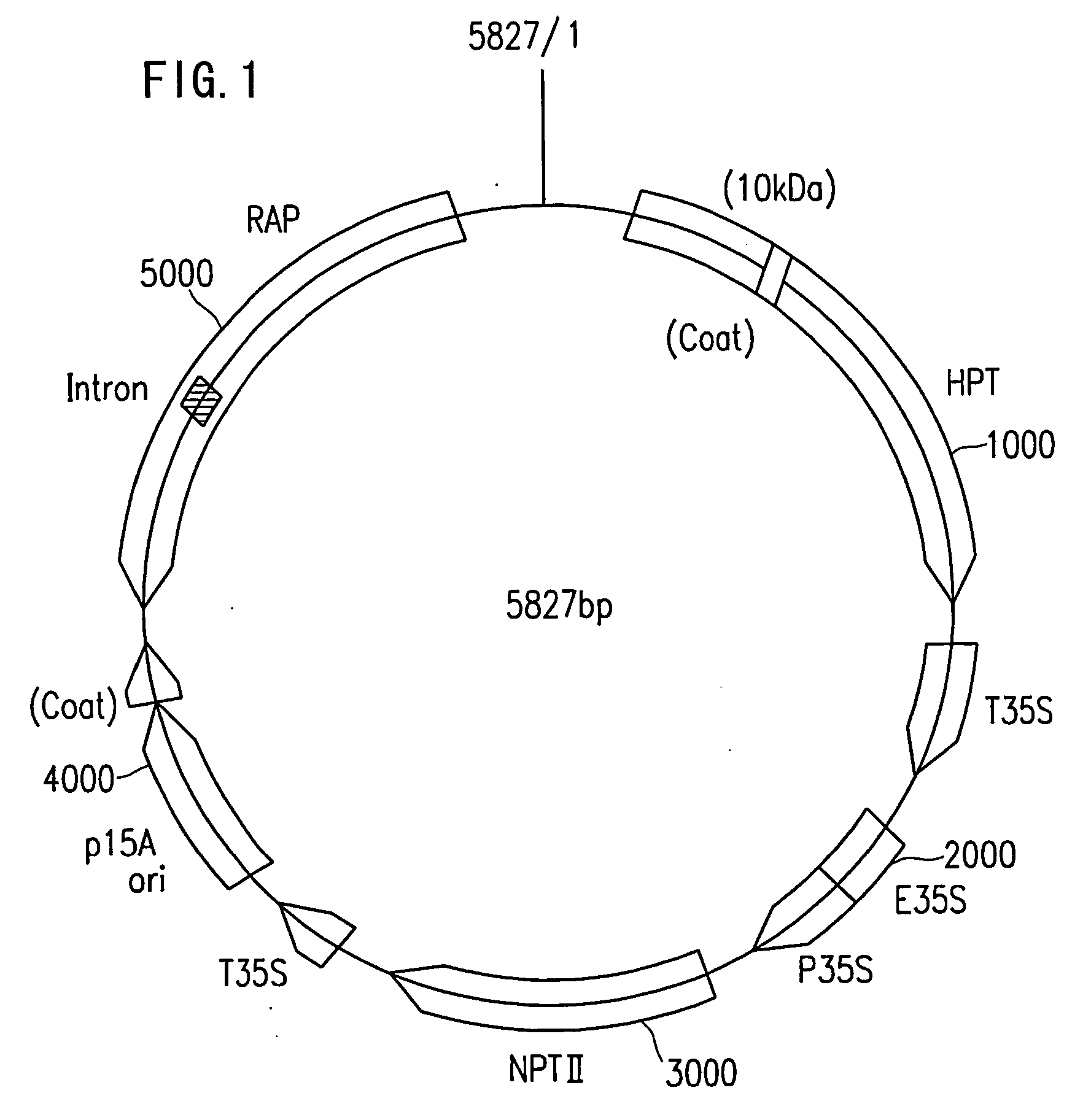 Electroporation method including the use of depressurization/pressurization