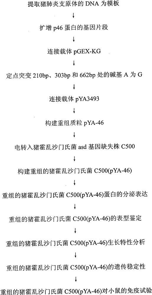 Recombinant Salmonella choleraesuis expressing Mycoplasma hyopneumoniae p46 protein and its preparation method and application