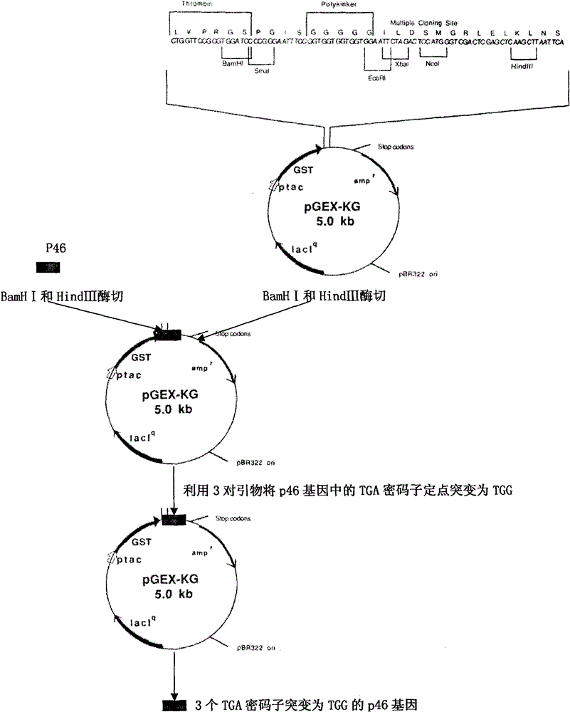 Recombinant Salmonella choleraesuis expressing Mycoplasma hyopneumoniae p46 protein and its preparation method and application