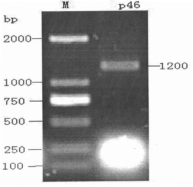 Recombinant Salmonella choleraesuis expressing Mycoplasma hyopneumoniae p46 protein and its preparation method and application