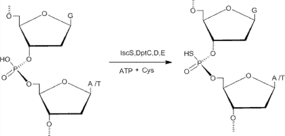 Enzymatic synthesis method for DNA phosphorothioation