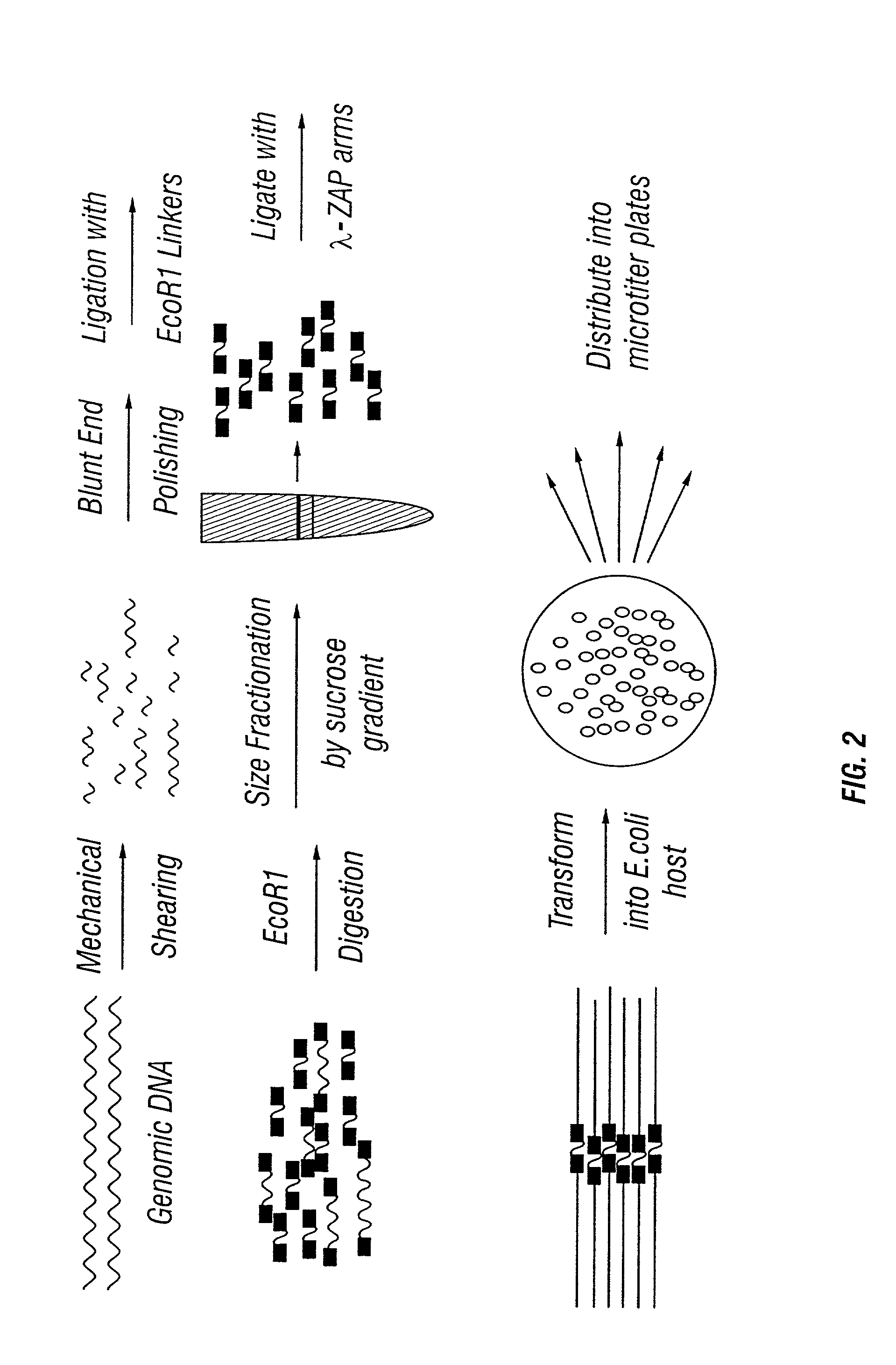 High throughput screening for novel enzymes